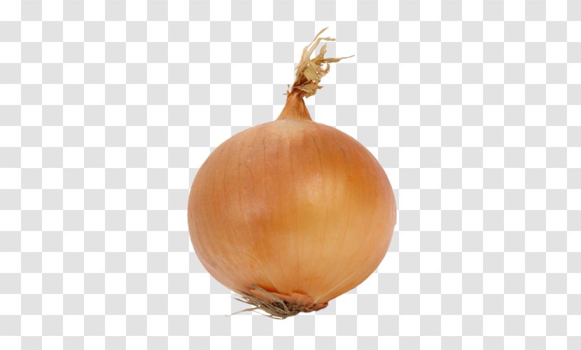 Yellow Onion Shallot Vegetarian Cuisine Calabaza - Leaf - Cartoon Transparent PNG