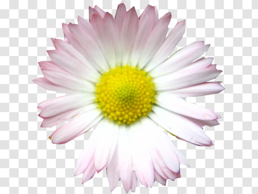 Common Daisy Oxeye Argyranthemum Frutescens Chrysanthemum Petal Transparent PNG