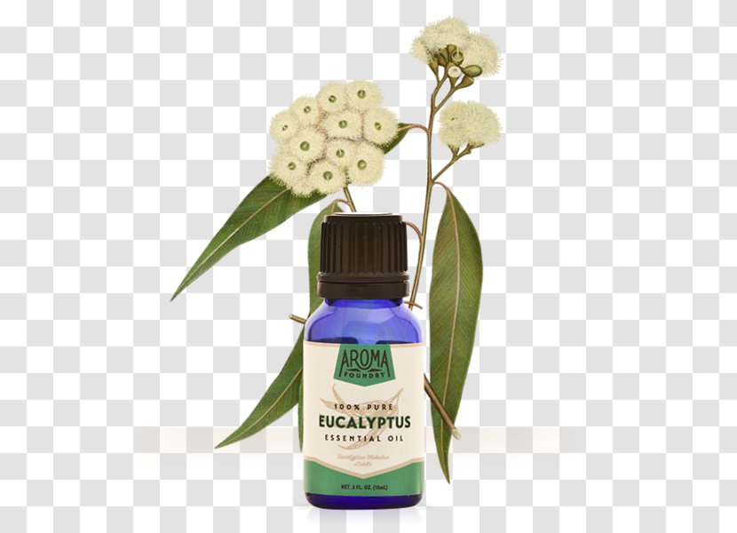 Gum Trees Eucalyptus Oil Essential Plant - Woody Transparent PNG