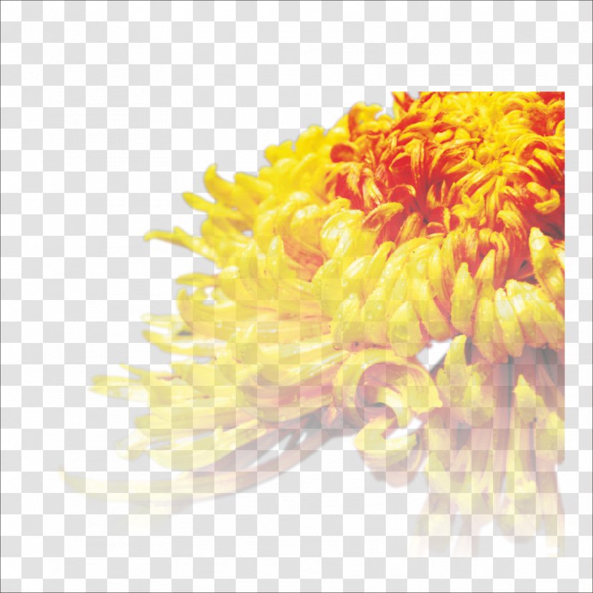 Chrysanthemum Tea Cut Flowers Transvaal Daisy - Orange Transparent PNG