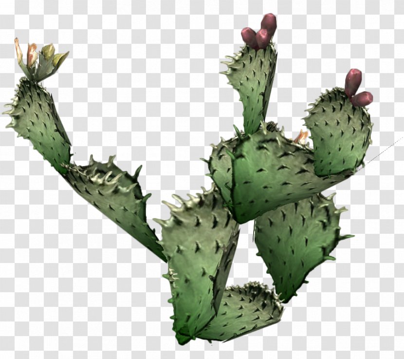 Barbary Fig Cactaceae Eastern Prickly Pear Opuntia Engelmannii - Color - Cactus 9 Transparent PNG
