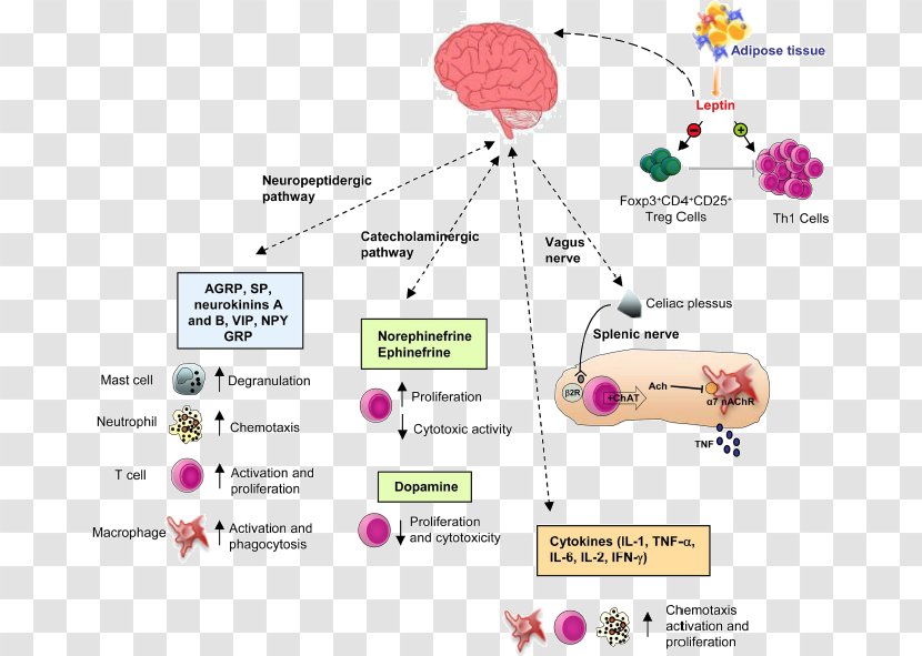 Immune System Nervous Endocrine Immunity Anatomy - Tree - Brain Transparent PNG