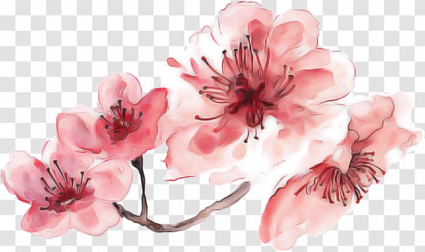 Cherry Blossom - Flower - Branch Watercolor Paint Transparent PNG