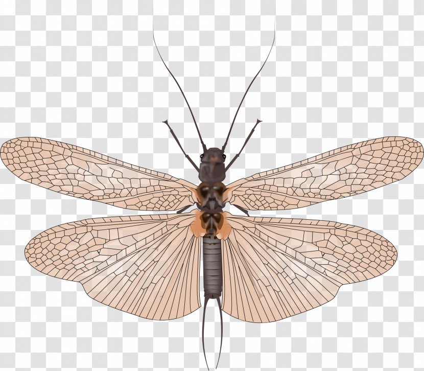 Net-winged Insects - Membrane Winged Insect Transparent PNG