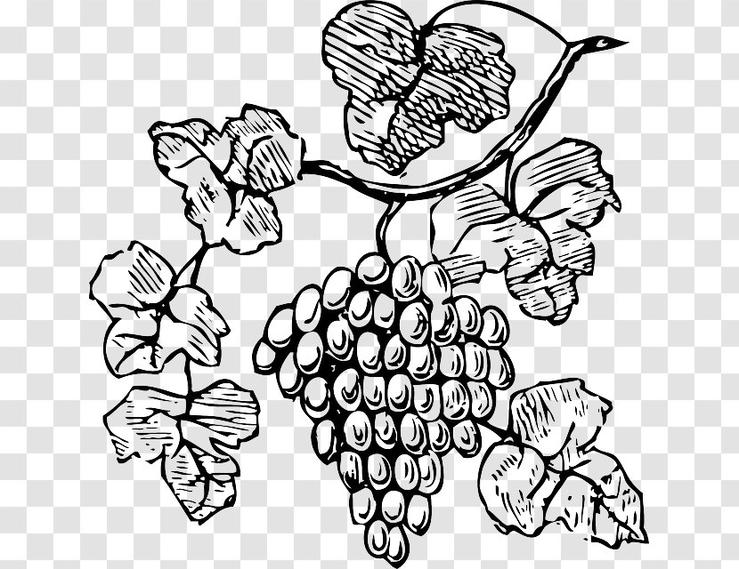 Wine Common Grape Vine Champagne Clip Art - Line - Grapes Drawing Transparent PNG