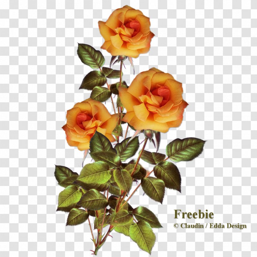 Garden Roses Cabbage Rose Floribunda Cut Flowers - Flower - Autumn Transparent PNG