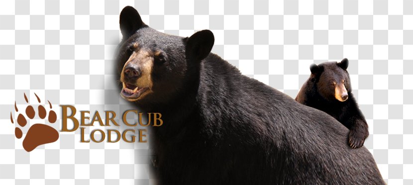 Elk Springs- Bear Club Lodge American Black Accommodation Resort Family - Smoky Mountains Cabins Transparent PNG