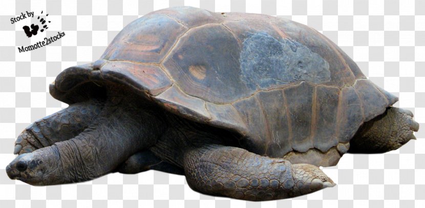 Turtle Reptile Tortoise - Computer Graphics - Cut Transparent PNG