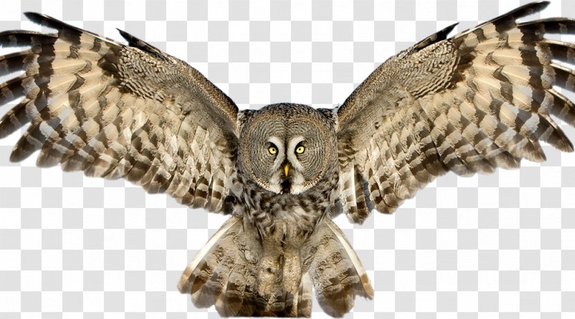 Great Horned Owl Bird Grey Tawny Transparent PNG