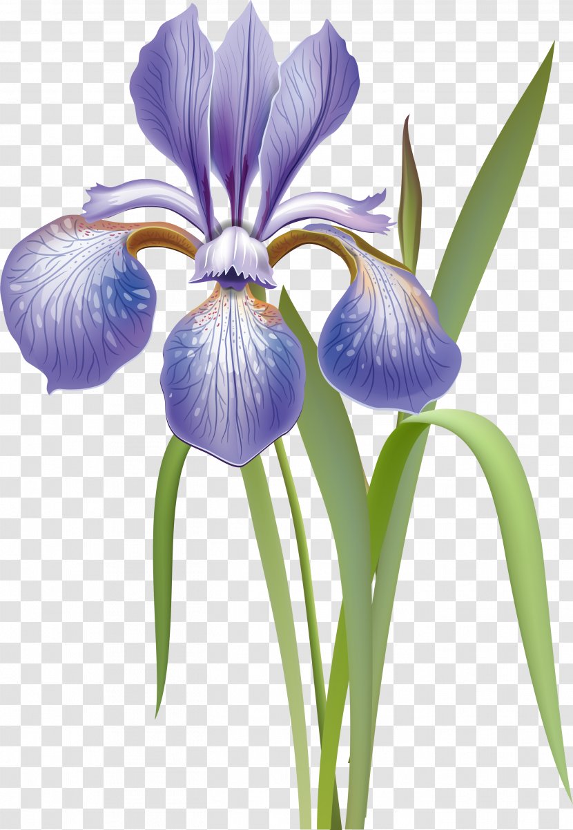 Iris Versicolor Flower Orris Root Transparent PNG
