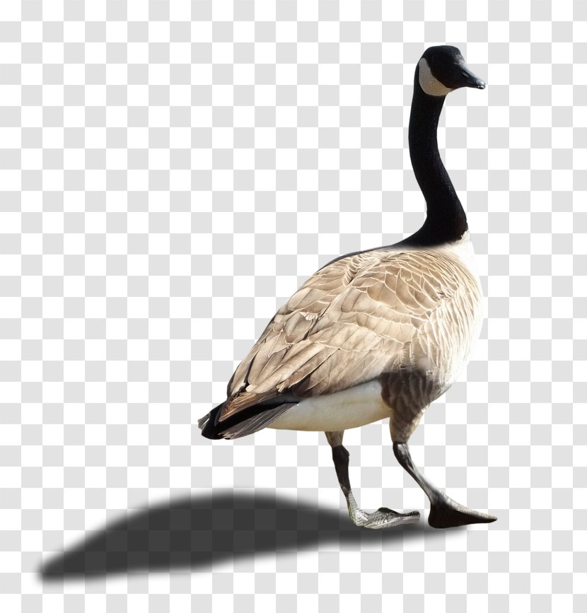 Canada Goose - Duck Transparent PNG