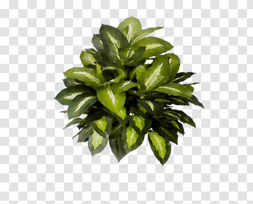 Leaf Flowerpot Houseplant Tree - Green - Flowering Plant Transparent PNG