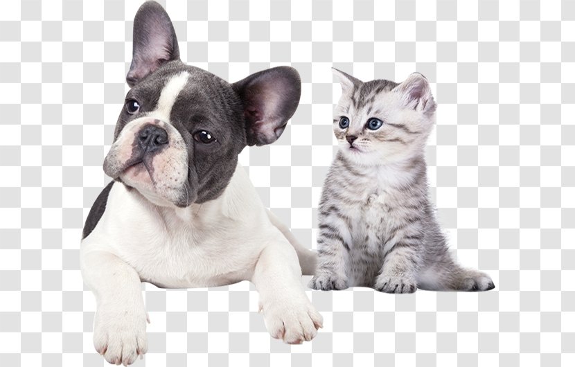 Cat Dog Veterinarian Pet Clinique Vétérinaire - Like Mammal Transparent PNG