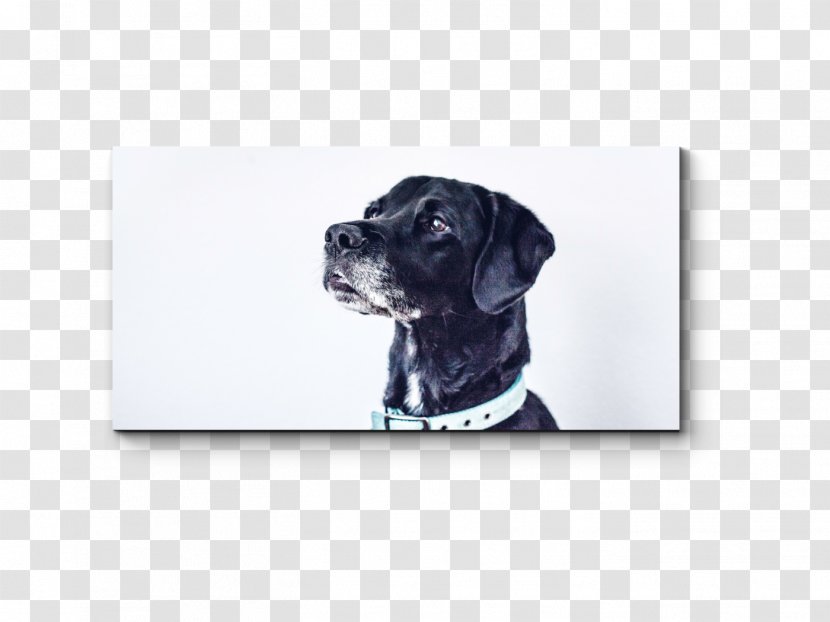 Pet Dog Grooming Shiba Inu Puppy Collar Transparent PNG