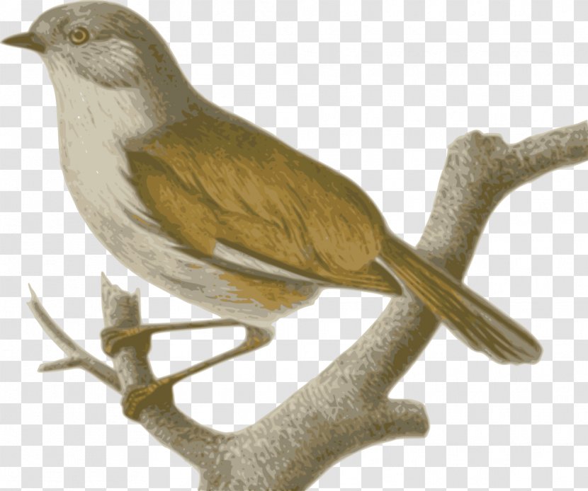 Bird Sparrow Clip Art Finches Alcippe Cinereiceps - Cartoon - Brown Hawk Transparent PNG