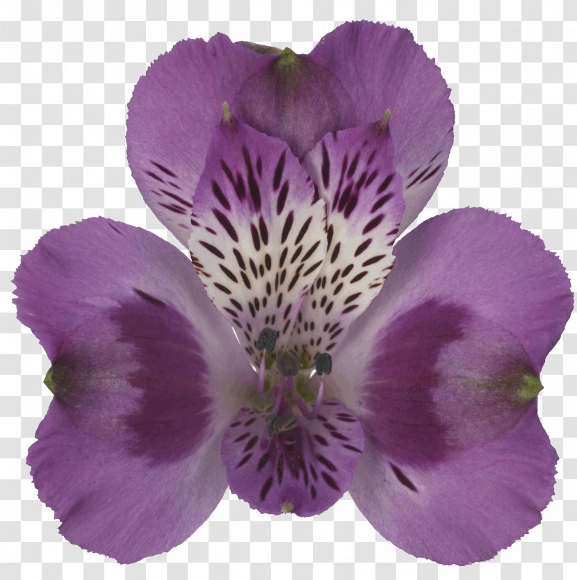 Lily Of The Incas Tesselaar Alstroemeria Town Granada Rome - Violet Family Transparent PNG