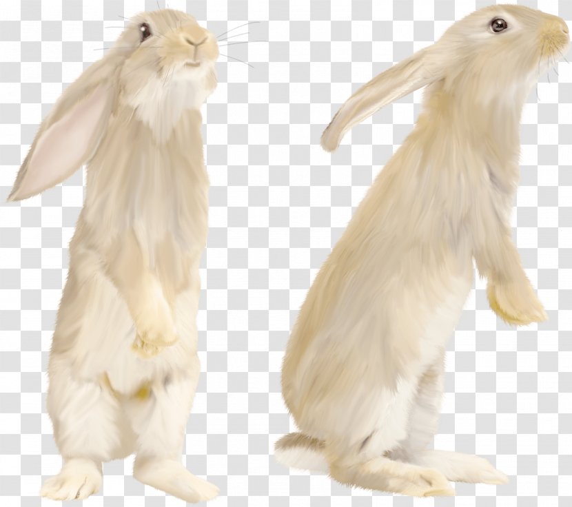 White Rabbit - Leporids - Image Transparent PNG