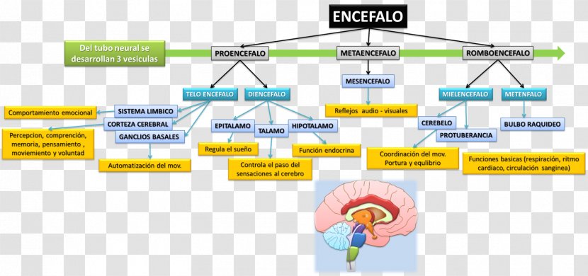 Agy Midbrain Diencephalon Art Beyin - Medulla Oblongata - Brain Transparent PNG