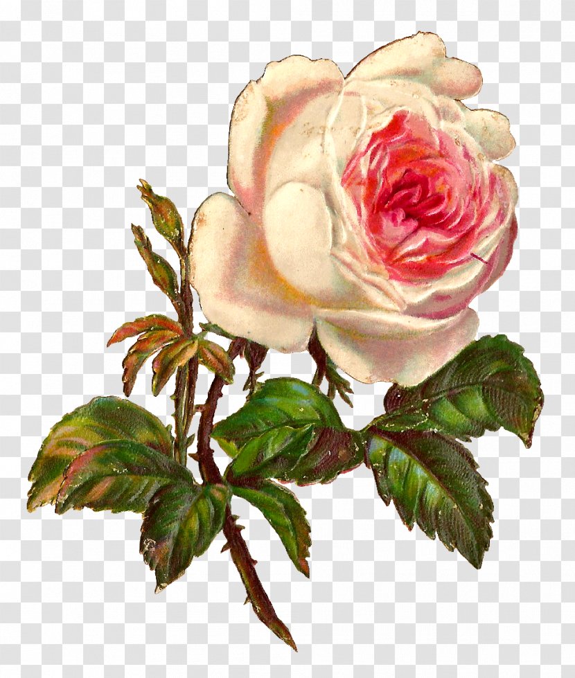 Rose Vintage Clothing Botanical Illustration Clip Art - Shawl Transparent PNG