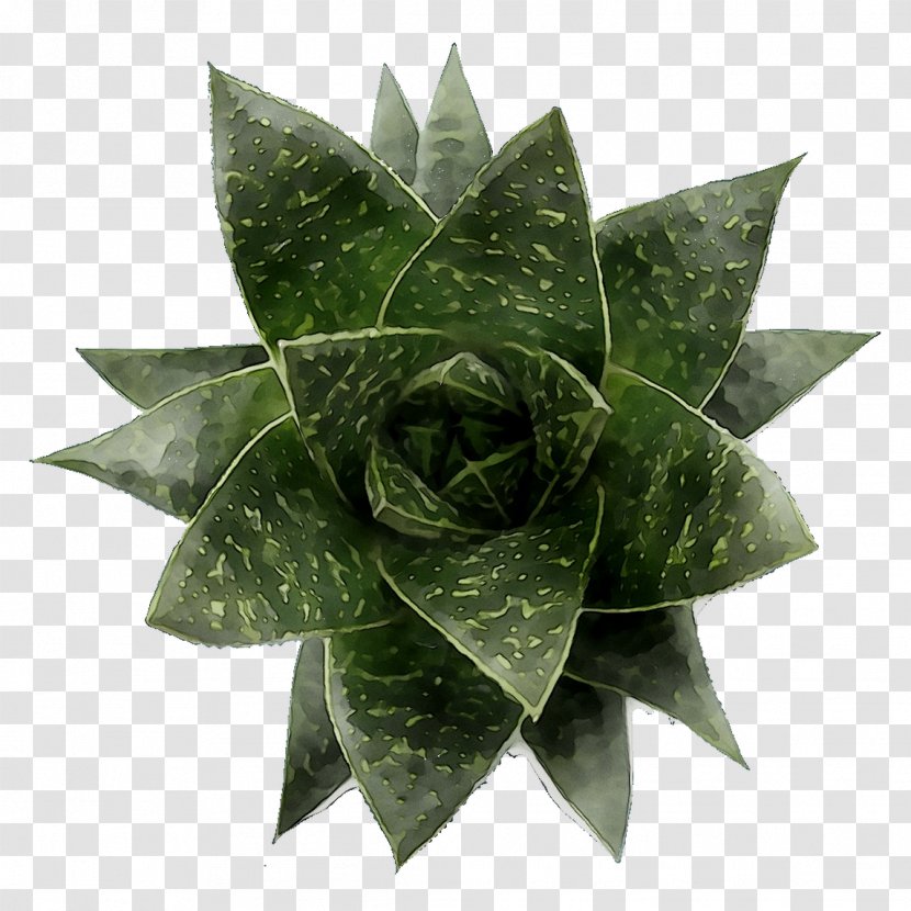 Leaf - Wheel - Plant Transparent PNG