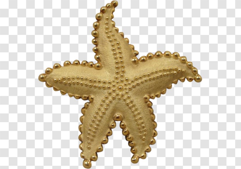 Starfish Echinoderm - Invertebrate Transparent PNG