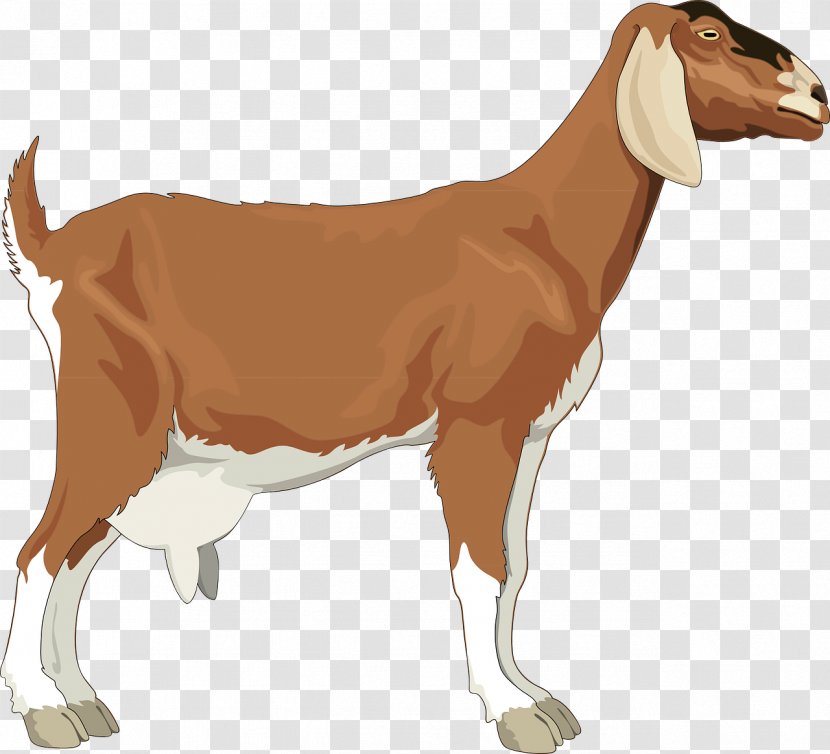 Boer Goat Black Bengal Clip Art - Antelope - Brown Transparent PNG