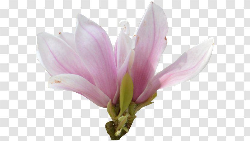 Pink M Herbaceous Plant - Flower Transparent PNG