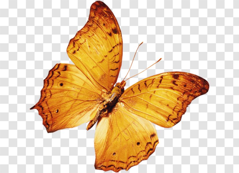 Desktop Wallpaper Butterfly Insect - Invertebrate Transparent PNG