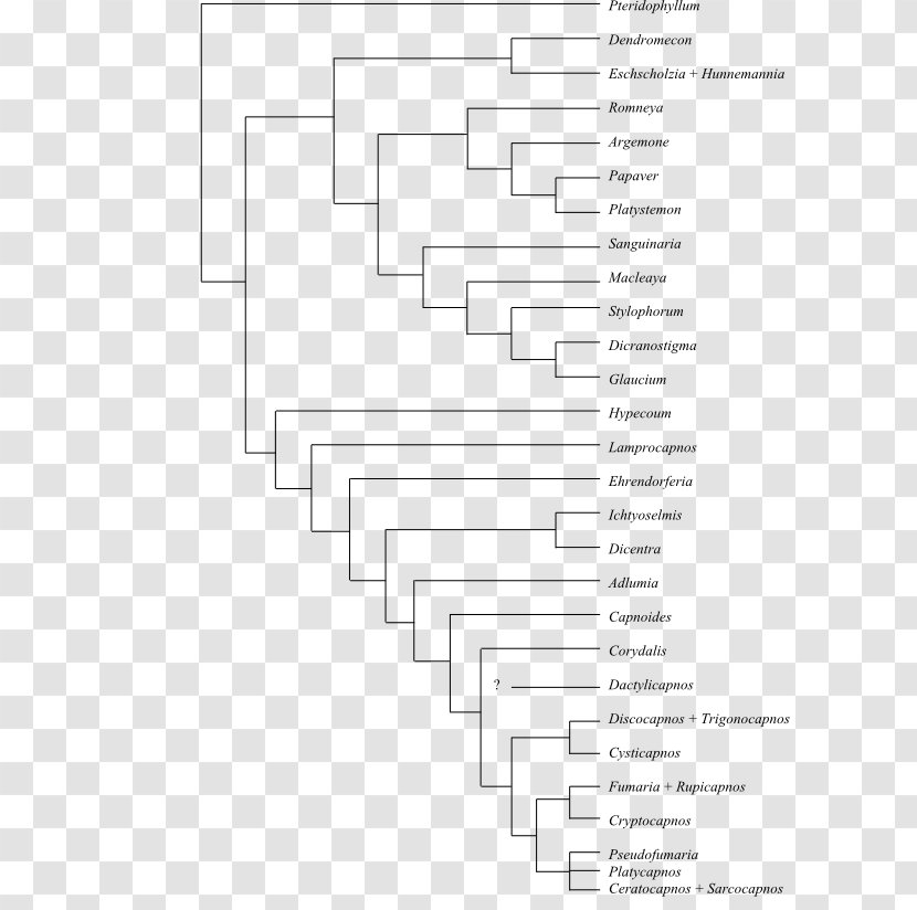 Phylogenetic Tree Phylogenetics Cladogram Synapomorphy And Apomorphy Bloodroot - Heart - Boabab Transparent PNG