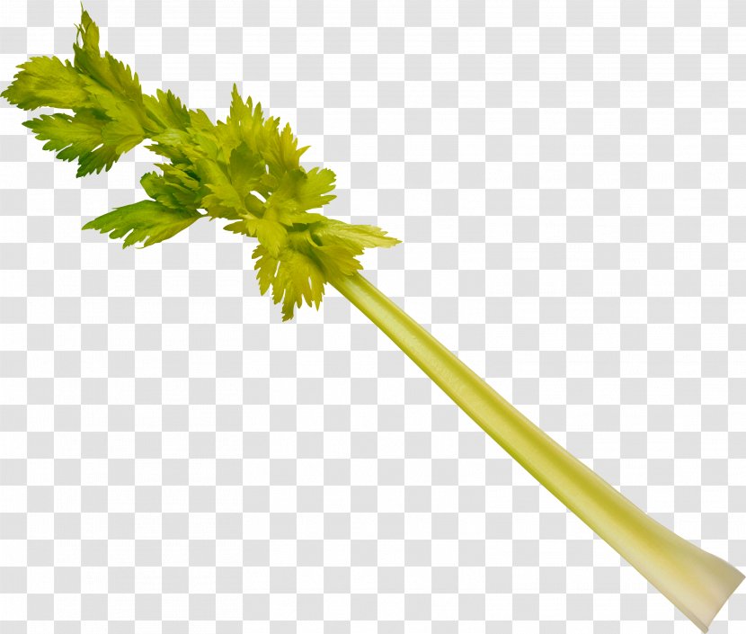 Leaf Celery Stock Photography Vegetable Plant Stem Celeriac - Royaltyfree - Herbs Transparent PNG