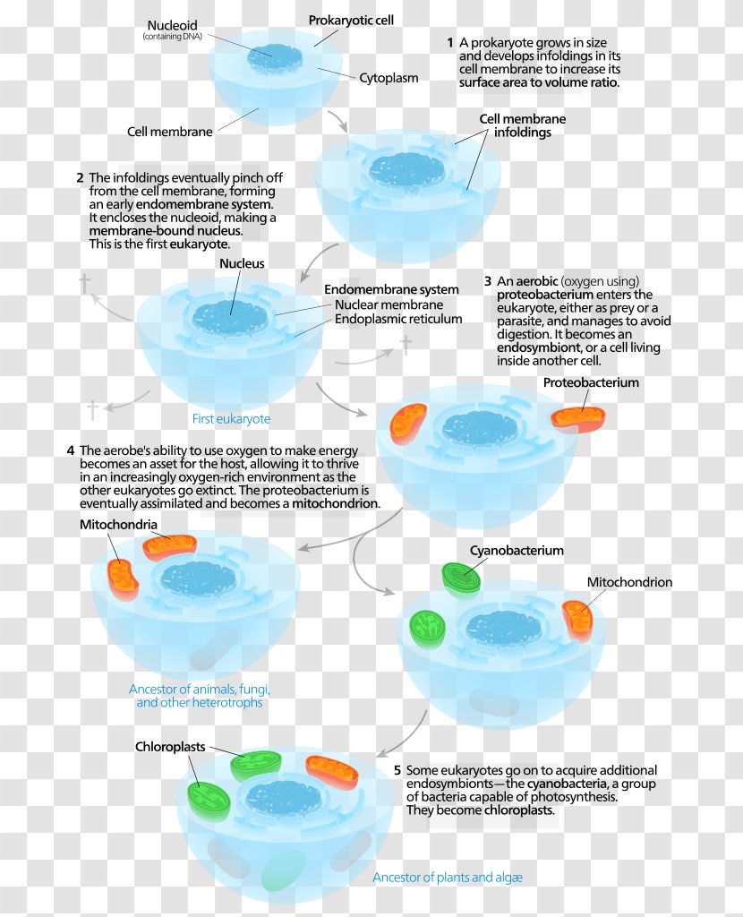 Symbiogenesis Endosymbiont Chloroplast Eukaryote Cell - Symbiosis Transparent PNG