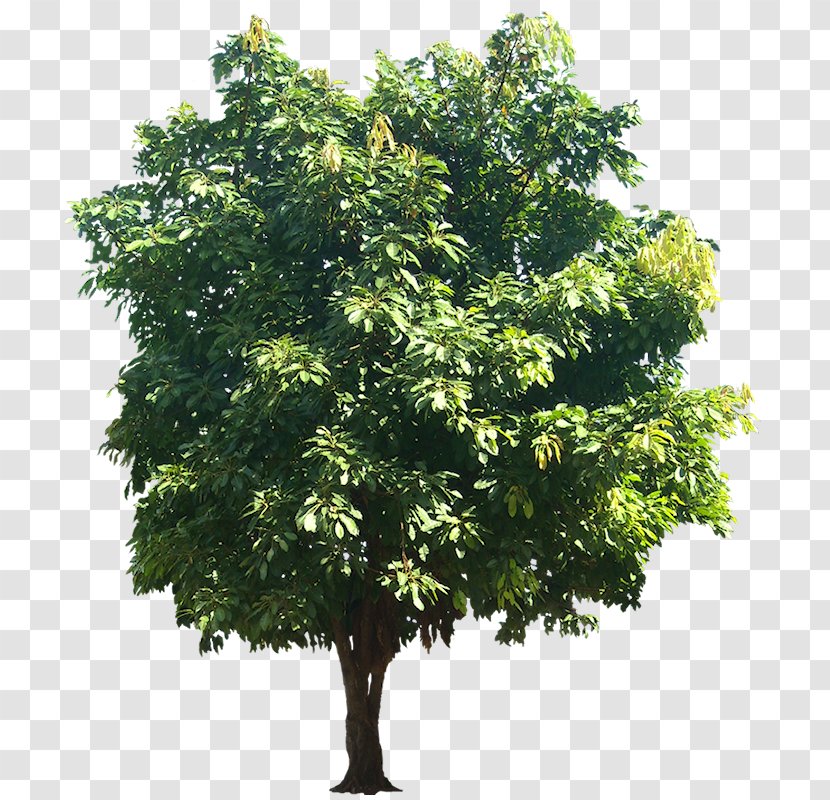Ficus Virens Populus Alba Quercus Suber Banyan Plant - Woody - Fig Transparent PNG