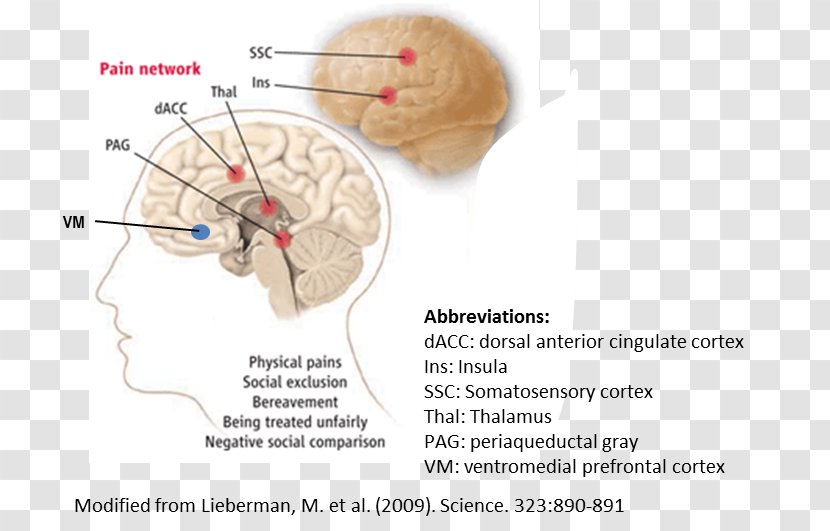 Brain Anterior Cingulate Cortex Gyrus Cerebral Ventral Tegmental Area - Watercolor Transparent PNG