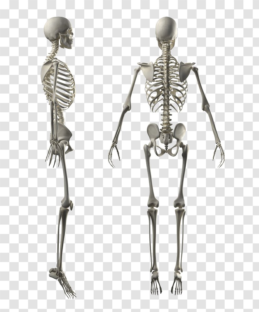 Human Skeleton Body Stock Photography Anatomy - Tree - White Transparent PNG