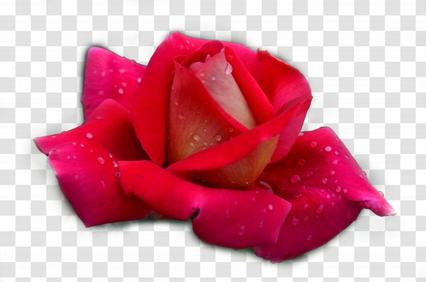Garden Roses Beach Rose Rosa Chinensis - Designer - Red Transparent PNG