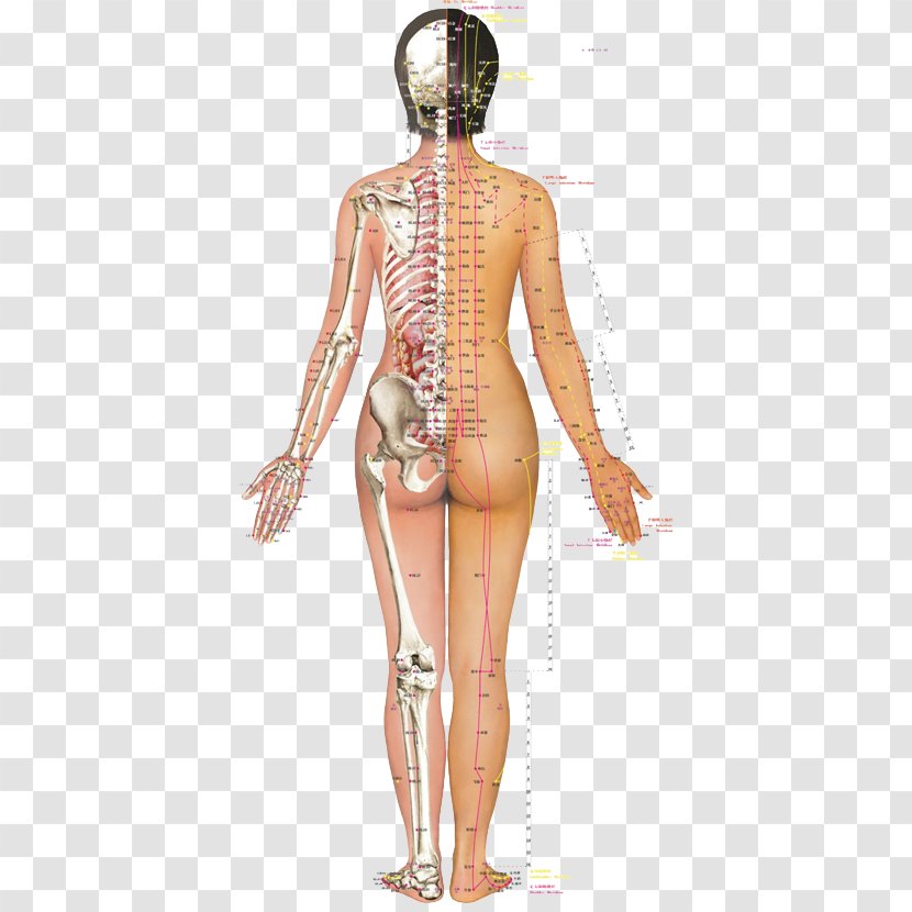 Back Pain Acupuncture Acupressure Myofascial Trigger Point Meridian - Watercolor - Omshen Eastern Medicine Transparent PNG