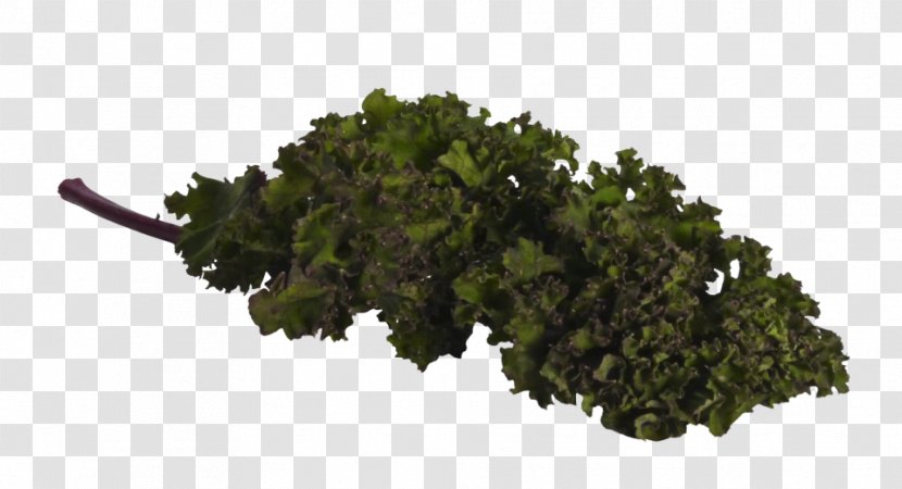 Leaf Vegetable Tree - Kale Transparent PNG