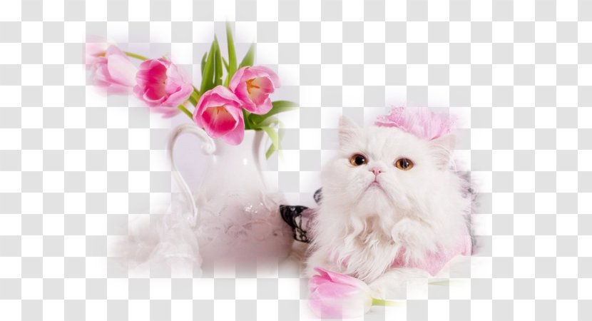 Gratitude Ansichtkaart Greeting & Note Cards Animaatio Gift - Cat - Good Afternoon Transparent PNG