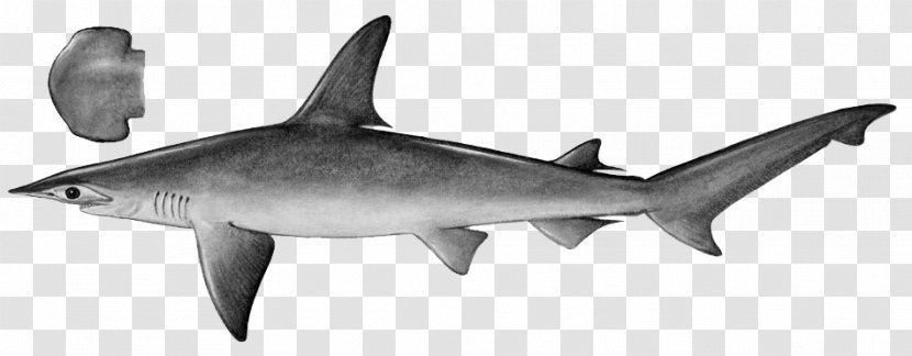 Tiger Shark Scalloped Bonnethead Isurus Oxyrinchus - Atlantic Sharpnose Transparent PNG
