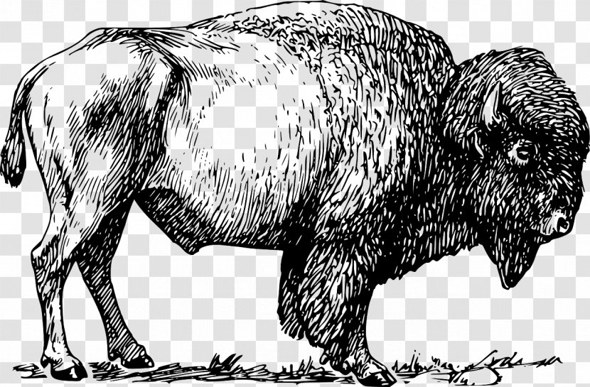 American Bison Bonasus Clip Art - Royaltyfree - Grote Grazers Transparent PNG