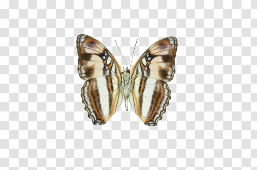 Earring Moth - Invertebrate - Adelpha Transparent PNG