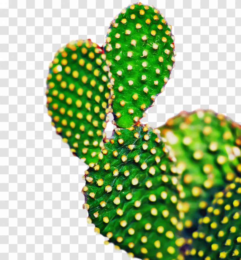 Cactus Transparent PNG