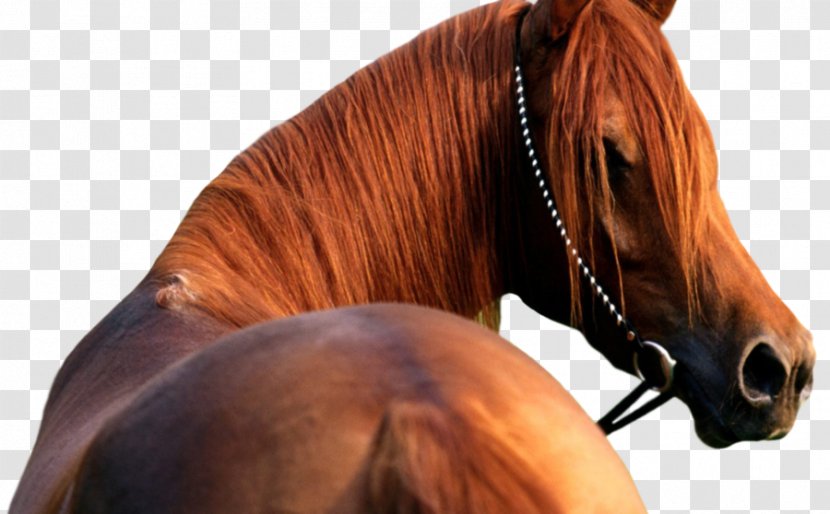 Arabian Horse American Quarter Andalusian Thoroughbred Mare - Image Transparent PNG