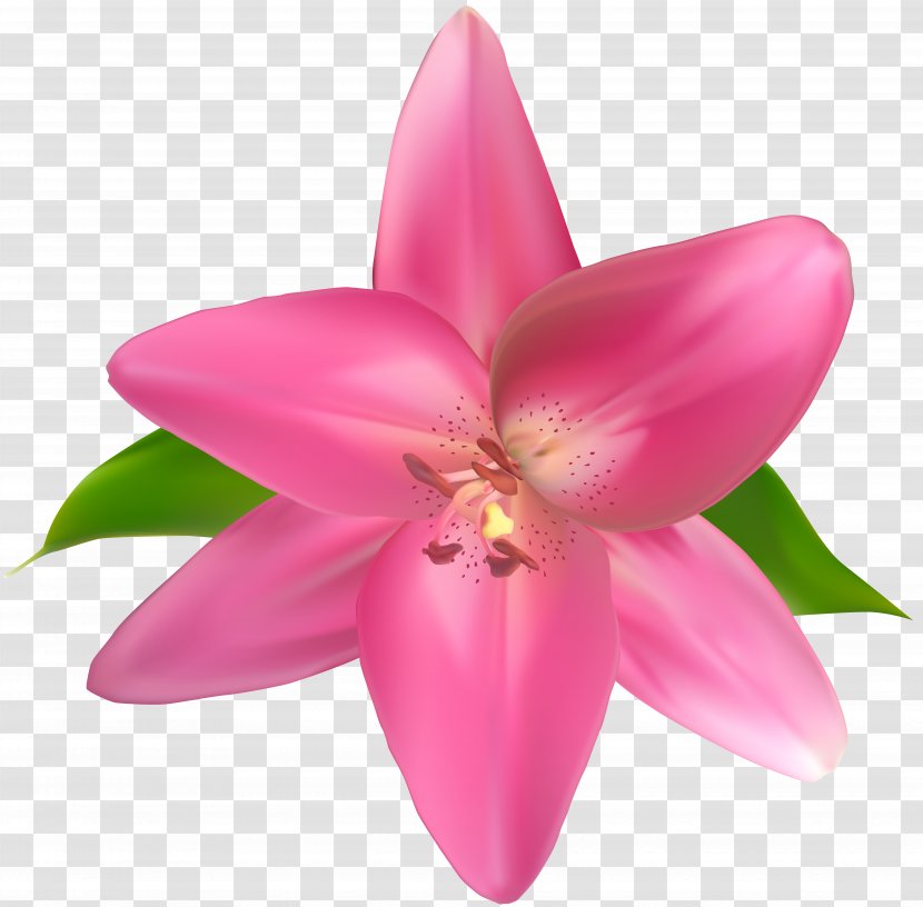 Petal - Pink Flowers - Flower Clip Art Image Transparent PNG