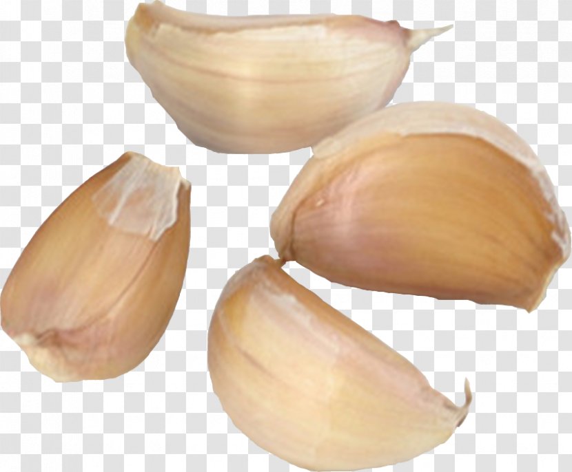 Garlic Ingredient Euclidean Vector - Google Images - Health Transparent PNG