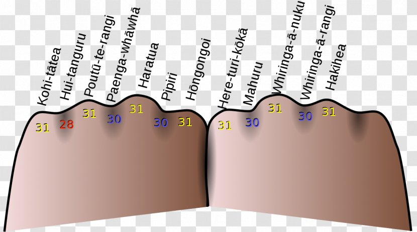 Knuckle Mnemonic Gregorian Calendar Month - Months Transparent PNG