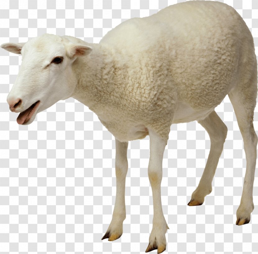 Jacob Sheep Goat Cattle Clip Art - Horn Transparent PNG