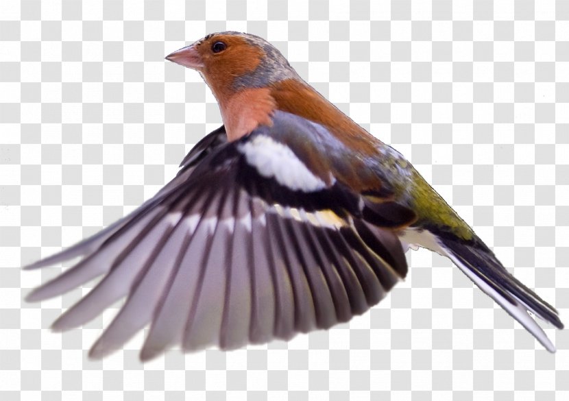 Common Chaffinch Bird European Robin Norfolk Island - Old World Flycatcher Transparent PNG