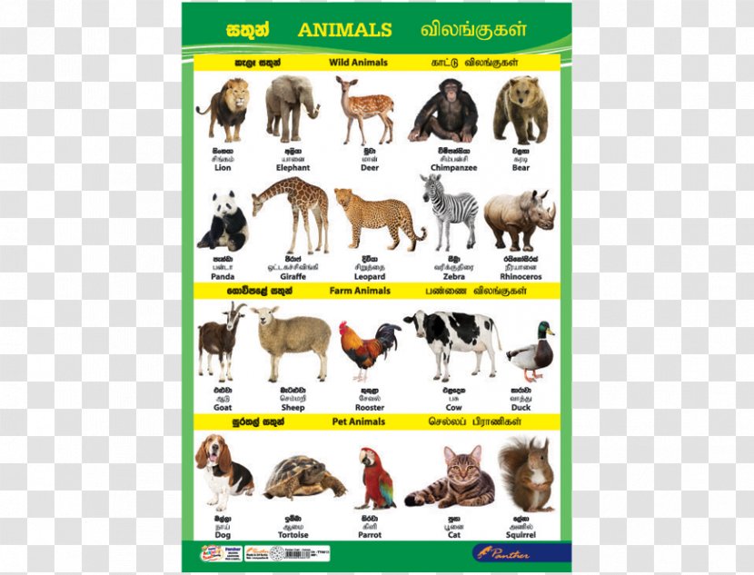 Dog Sri Lanka Cat Animal Chart - Breed - Catalog Charts Transparent PNG