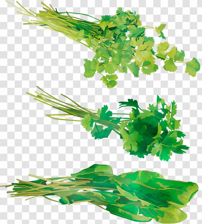 Parsley Coriander Plant Stem Leaf Aquarium - Herbal - Herb Transparent PNG
